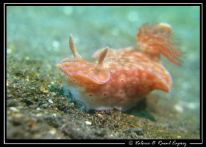 Ceratosoma trilobatum met around Komodo Island by Raoul Caprez 